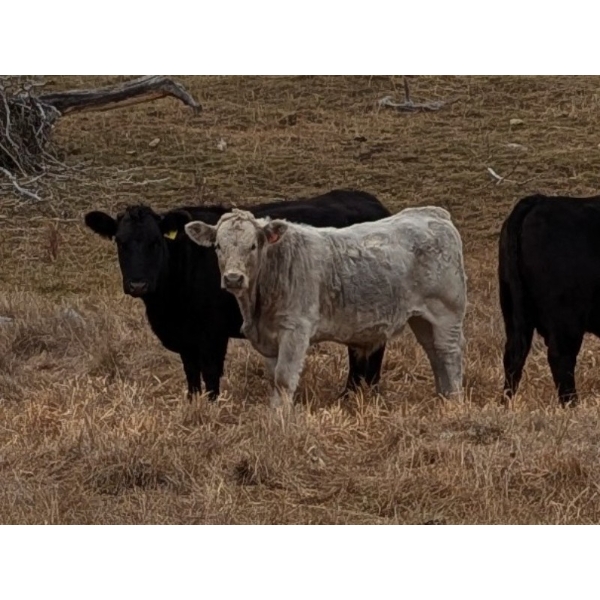 Silver Springs Ranch - 570# October Delivery Steer Calves - 95 Head (Kamloops, BC)
