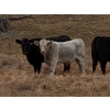 Image 1 : Silver Springs Ranch - 570# October Delivery Steer Calves - 95 Head (Kamloops, BC)