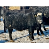 Image 4 : East Hilltop Holdings - 700# January Weaned Heifers - 80 Head (Carstairs, AB)