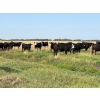 Image 7 : Wolverine Cattle Co. - 950# September Grass Steers - 240 Head (Guernsey, SK)