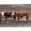 Image 4 : Midpoint Farms - 35 RBF/RWF April/May Calving Bred Heifers (Drayton Valley, AB)