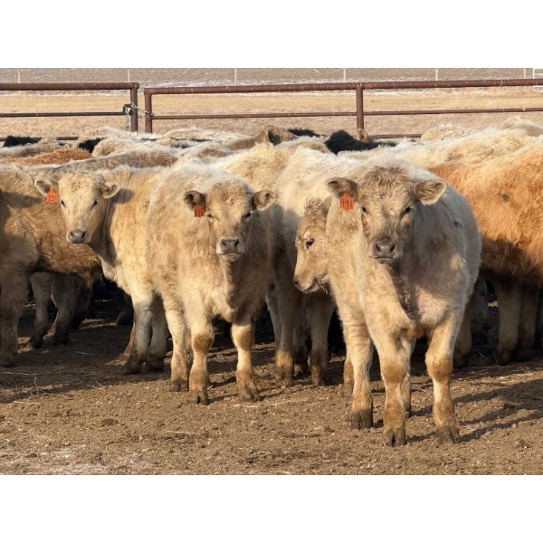 Copperfield Farming - 710# February Delivery Steers - 90 Head (Vauxhall, AB)