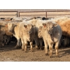 Image 1 : Copperfield Farming - 710# February Delivery Steers - 90 Head (Vauxhall, AB)