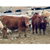 Image 9 : Stahlville Colony - 990# January Delivery Steers - 92 Head (Rockyford, AB)