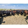 Image 2 : McDougald Ranch Ltd. - 950# September Grass Steers - 160 Head (Maple Creek, SK)