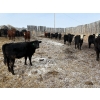 Image 5 : Ron Holmes - 677# March Delivery Heifers - 41 Head (Cochrane, AB)