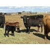 Image 2 : Black Powder Cattle Company - 36 Red & Black X Pairs (Oxbow, SK)