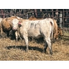 Image 5 : Turtleview Livestock - 870# September Delivery Grass Heifers - 70 Head (Goodlands, MB) VBP+