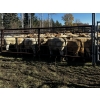 Image 15 : Cody & Brittany Black/Kirby & Cori Black - 525# October Heifer Calves - 100 Head (Water Valley, AB)
