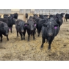Image 10 : Jim & Ryan Geldreich - 900# March/April Delivery Steers - 68 Head (Bow Island, AB)