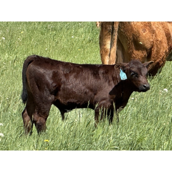 Clarence Koots - 510# November Delivery Steer Calves - 115 Head (Eckville, AB)