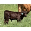 Image 1 : Clarence Koots - 510# November Delivery Steer Calves - 115 Head (Eckville, AB)