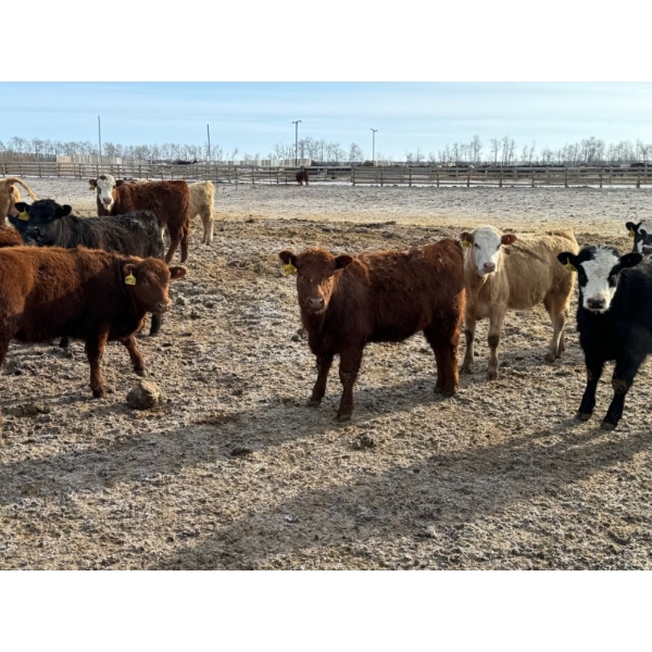 Luke & Jen Smith - 550# March Delivery Heifers - 110 Head (Rhein, SK)