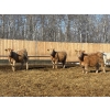Image 7 : Winn Man Farms - 715# March/April Delivery Heifers - 82 Head (Winnipegosis, MB)