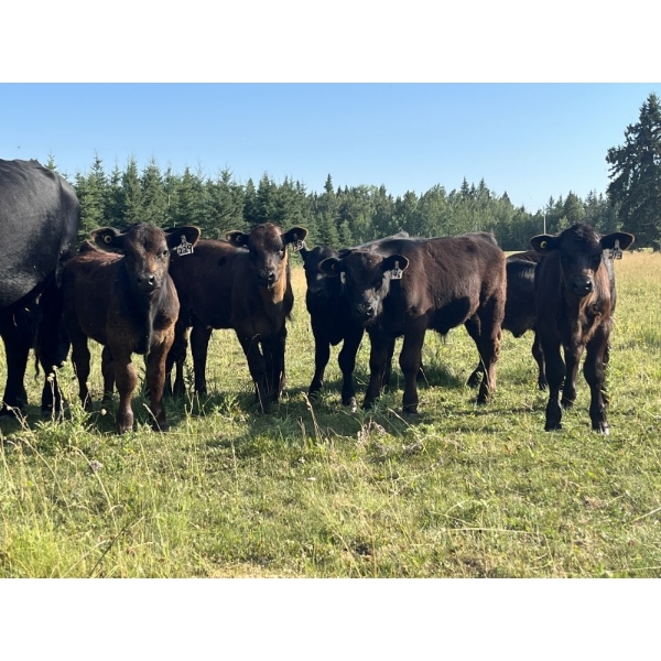 B & B Livestock - 550# October Delivery Steer Calves - 90 Head (Spruce View, AB)