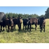 Image 1 : B & B Livestock - 550# October Delivery Steer Calves - 90 Head (Spruce View, AB)