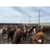 Image 6 : Anchor C Livestock - 710# April/May Delivery Heifers - 85 Head (Stirling, AB)