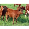 Image 13 : Sentes Farms - 600# October Delivery Steer Calves - 300 Head (Raymore, SK) VBP+