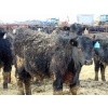 Image 5 : Leon Torkelson - 750# March Delivery Steers - 75 Head (Millicent, AB)