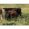 Image 10 : Garvin Kostal - 625# November Delivery Steer Calves - 95 Head (Spring Valley, SK)