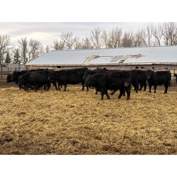 L&C Withage - 15 Black Replacement Heifers (Monarch, AB)