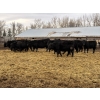 Image 1 : L&C Withage - 15 Black Replacement Heifers (Monarch, AB)