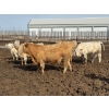 Image 11 : Greg Trewin - 950# March/April Delivery Steers - 126 Head (Coulter, MB)