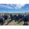 Image 7 : Jay Be Acres Ltd. - 950# July Delivery Grass Heifers - 62 Head (Deloraine, MB)