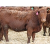 Image 5 : A&A Farms - 25 Red Replacement Heifers (Coaldale, AB)