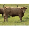 Image 5 : Tristan Jones - 1100# September Delivery Grass Steers - 30 Head (Ponoka, AB)