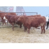 Image 4 : Ranahan Ranch - 945# February Delivery Yearling Steers - 14 Head (Wapella, SK)