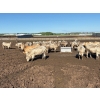 Image 4 : 6U Cattle Company - 1010# June Delivery Steers - 62 Head (Manning, AB) VBP+
