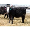Image 9 : A&A Farms - 30 BBF Replacement Heifers (Coaldale, AB)