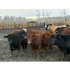 Image 2 : Rice Farms - 975# February Delivery Steers - 65 Head (Lacombe, AB)