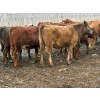 Image 5 : Quarter Circle X Ranch - 741# March/April Delivery Heifers - 58 Head (Madden, AB)
