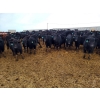 Image 1 : Little Big Ranch - 700# March Weaned Steers - 130 Head (Medicine Hat, AB)