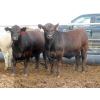 Image 5 : Little Rainbow Ranch - 1070# July/August Delivery Steers - 60 Head (Moosomin, SK)