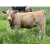 Image 7 : Kokay Farms Ltd. - 660# Heifer Calves - 45 Head (Rosemary, AB)