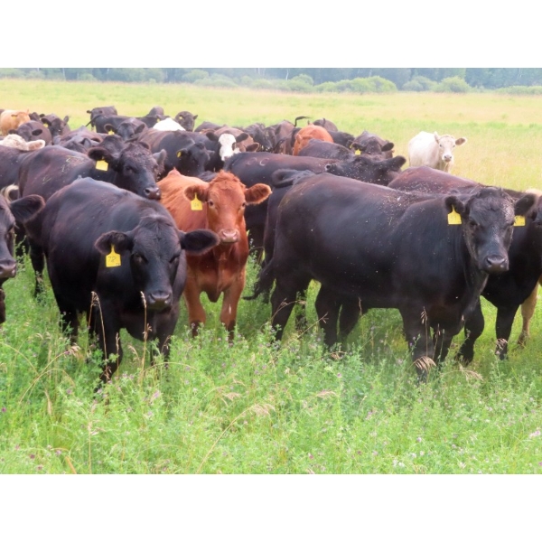 Diamond C Farms - 950# September Delivery Grass Steers - 65 Head (Merridale, MB)
