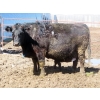 Image 6 : Leib Farm & Ranch Ltd. - 20 Black Angus/Black Angus X Pairs (Southey, SK)