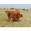 Image 8 : Thackeray Land & Cattle Inc. - 580# November Delivery Steer Calves - 80 Head (Goodwater, SK)