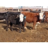 Image 4 : Bezan Cattle Corporation - 725# March Delivery Steers - 75 Head (Midale, SK)