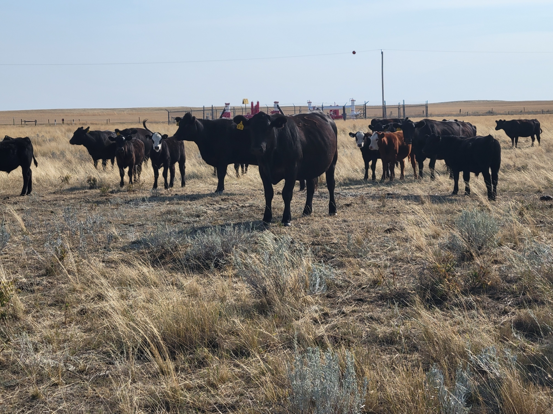 FA7 Ranch 600 Steer Calves 100 Head (Piapot, SK) Team Auction Sales