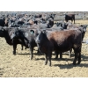 Image 5 : GDS Enterprises Ltd. - 23 Black/BBF Replacement Heifers (Burstall, SK)