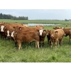 Image 2 : R-Five Simmentals - 825# September Delivery Steer Calves - 75 Head (Hoadley, AB)
