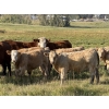 Image 3 : FM Livestock / Anchor P Farms - 675# November Delivery Steer Calves - 50 Head (Bentley, AB)