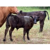 Image 7 : Beaver Ranch - 540# October Delivery Steer Calves - 220 Head (Quilchena, BC)