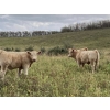 Image 2 : Lindy Greig  - 550# Sept/Oct Delivery Steer Calves - 37 Head (Nanton, AB)