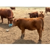 Image 7 : Colter Malloy - 525# November Delivery Heifer Calves - 100 Head (Pollockville, AB)
