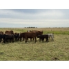 Image 3 : Malarky Farms - 20 Red/Red X Cow/Calf Pairs (Newdale, MB)